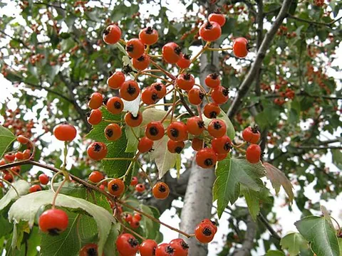 washington hawthorn: crataegus phaenopyrum, native to eastern North America