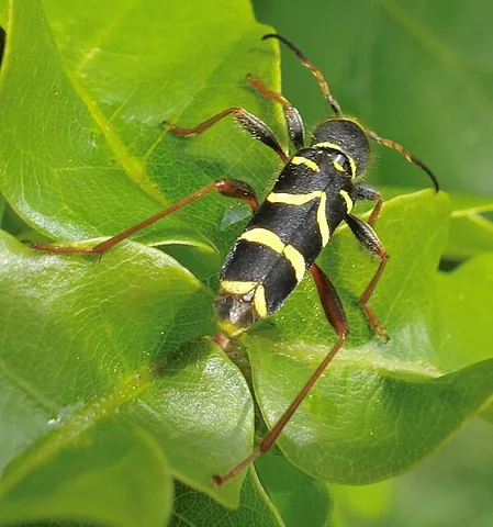 wasp beetle: a longhorn beetle of species Clytus arietis, that resembles a wasp,