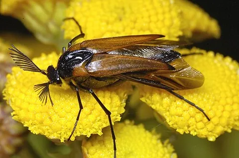 wasp nest beetle: a beetle with feathery antennae (Metoecus paradoxus), having a dark head and body, with paler,...