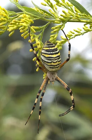 wasp spider: an orb-weaver spider, Argiope bruennichi, that has striking yellow and black markings on its abdomen