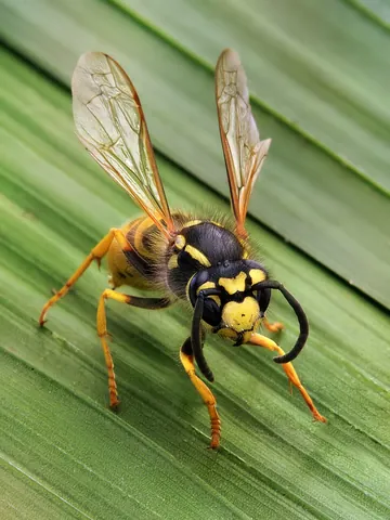 wasp: any of many types of stinging flying insect resembling a hornet