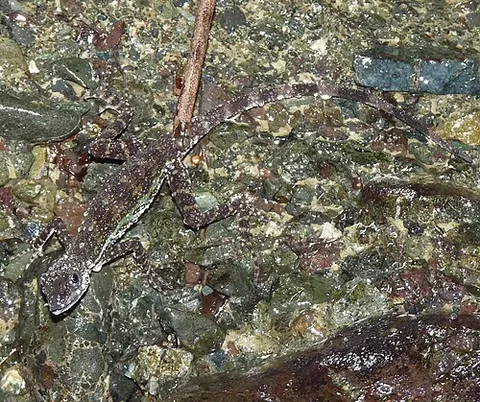 water anole: a type of anole, Anolis aquaticus; a dactyloid lizard native to the western coast of Costa Rica