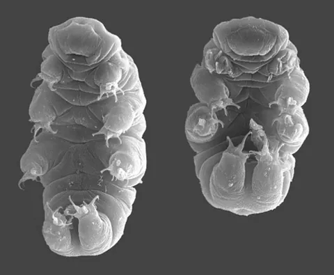 water bear: a member of the animal phylum Tardigrada