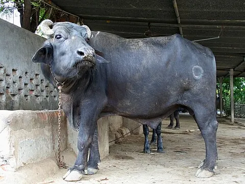 water buffalo: a large ungulate, widely used as a domestic animal in Asia, South America. North Africa and Europe:...