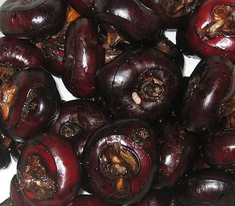 water chestnut: chinese water chestnut (Eleocharis dulcis), grown for its edible corm, used in Asian cooking
