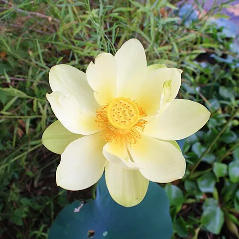 water chinquapin: an American lotus (Nelumbo lutea), an aquatic plant found from Minnesota and Oklahoma to islands if...