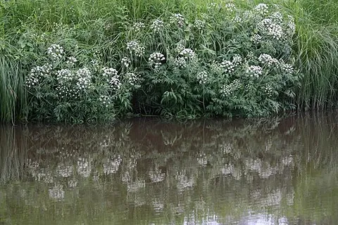 water hemlock: a plant of any of the species in genus Cicuta, all highly poisonous and easily confused with other...