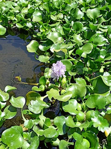 water hyacinth: any of the genus Pontederia (syn. Eichhornia) of aquatic flowering plants