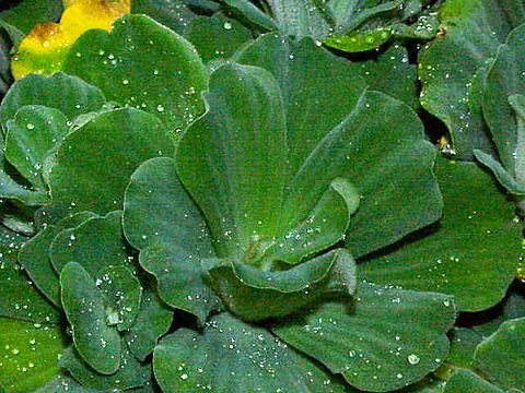 water-lettuce: tropical duckweed, water lettuce (Pistia stratiotes)