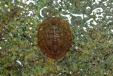 water penny: a round, aquatic beetle of the family Psephenidae