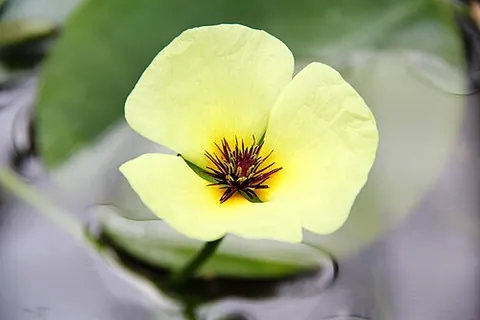 water poppy: a water plant native to North and Central America, Hydrocleys nymphoides, with floating leaves and...