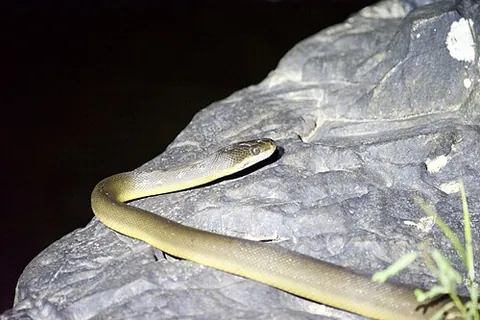 water python: a python species, Liasis fuscus, of southern New Guinea and northern Australia