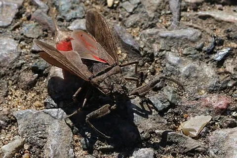 water scorpion: any long-legged aquatic insect of the family Nepidae, commonly in temperate Europe of species Nepa...