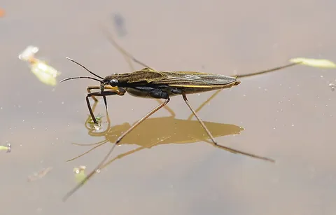 water skater: synonym of water strider