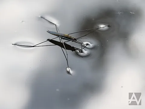 water skipper: synonym of water strider