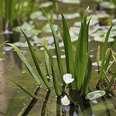 water soldier: any of the species Stratiotes aloides, sole species of the genus Stratiotes of aquatic plants