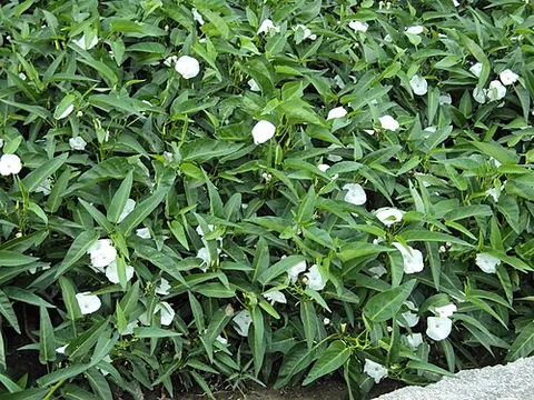 water spinach: ipomoea aquatica, a green leafy vegetable used as a food in several cuisines of East and Southeast...