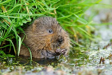 water vole: any of three Old World vole species: European water vole (Arvicola amphibius, formerly Arvicola...