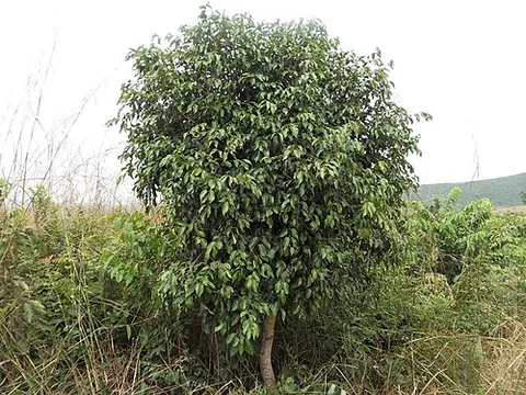 waterberry: guinea waterberry (Syzygium guineense), a tree native to sub-Saharan Africa