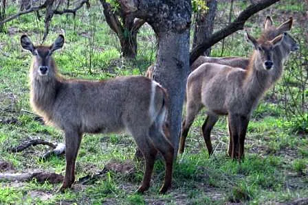 waterbuck: a species of antelope endemic to Africa, Kobus ellipsiprymnus