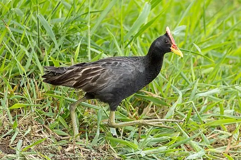 watercock: gallicrex cinerea, a species of bird in the monotypic genus Gallicrex of the family Rallidae. It is...