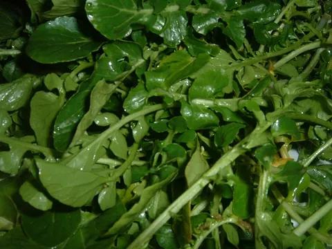 watercress: a perennial European herb, Nasturtium officinale, that grows in freshwater streams; used in salads...