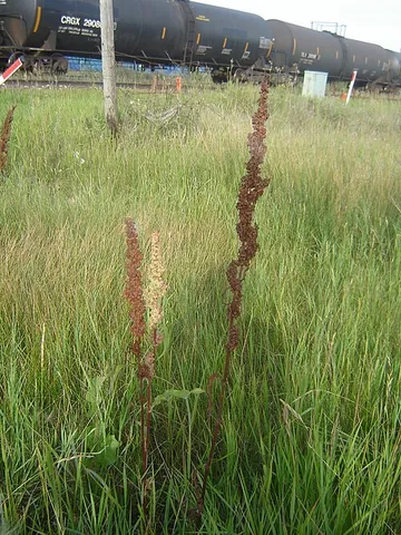 waterdock: any of a species of perennial herbaceous plants in the genus Rumex native to fens and freshwater...