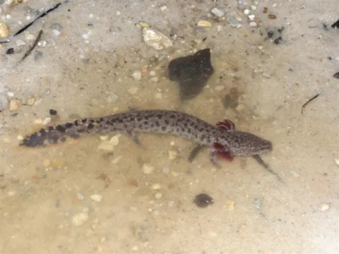 waterdog: a mudpuppy