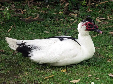 waterfowl: any of the birds, such as ducks, geese and swans, that spend most of their non-flying time on...