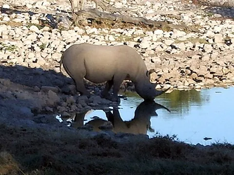 watering hole: a depression in which water collects and where animals come to drink