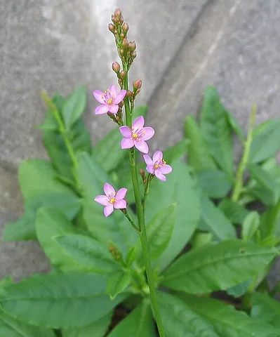 waterleaf: any plant of the genus Hydrophyllum