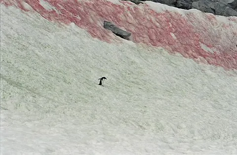 watermelon snow: snow stained with patches of red and green, naturally caused by Chlamydomonas nivalis