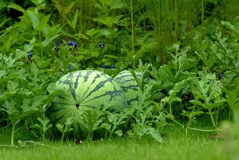 watermelon: a plant of the species Citrullus lanatus, bearing a melon-like fruit