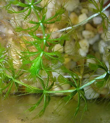waterwheel plant: an endangered carnivorous aquatic plant, Aldrovanda vesiculosa, which is the sole extant species of...