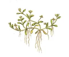 waterwort: any of the family Elatinaceae of aquatic plants, especially one in the genus Elatine