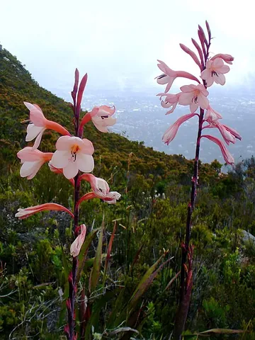 watsonia: any of several species of flowering plants in genus Watsonia within the family Iridaceae, the bugle...