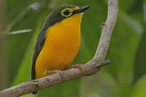 wattle-eye: any bird in the genus Platysteira