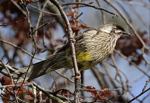 wattlebird: any of a group of Australian birds in the genus Anthochaera of the honeyeater family Meliphagidae