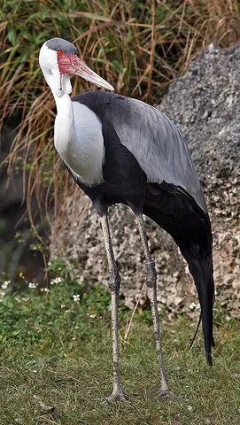 wattled crane: grus carunculata, a bird of the crane (Gruidae) family