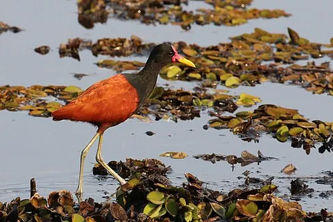 wattled jacana: jacana jacana, a wader in the family Jacanidae
