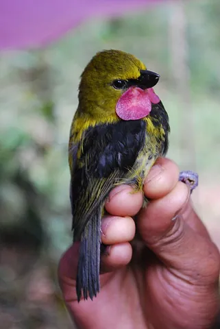 wattled ploughbill: a New Guinean bird of the species Eulacestoma nigropectus