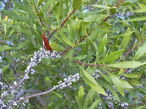 wax myrtle: an evergreen bayberry, especially Morella cerifera (syn. Myrica cerifera) of the southern U.S., the...