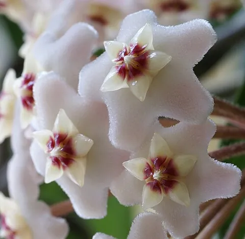 wax plant: hoya carnosa, native to East Asia