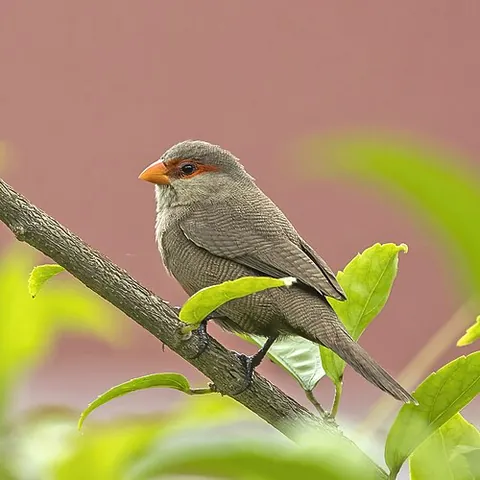 waxbill: a member of any species in the genera Estrilda, Coccopygia, Brunhilda, Glaucestrilda, Amandava,...