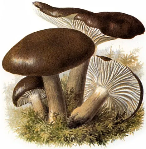 waxcap: any agaric mushroom of the family Hygrophoraceae