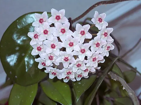 waxflower: any plant of the genus Hoya