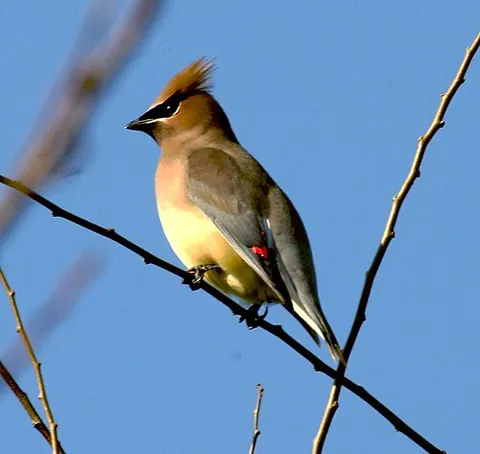 waxwing: any of several songbirds of the genus Bombycilla, having crested heads, and red tips to the wings