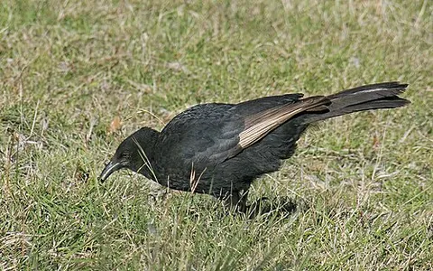 waybung: the white-winged chough (Corcorax melanorhamphos)
