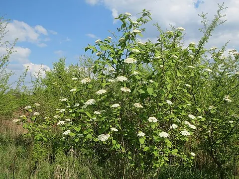 wayfaring-tree: a much-branched European shrub of large size (Viburnum lantana), with dense cymes of small white...
