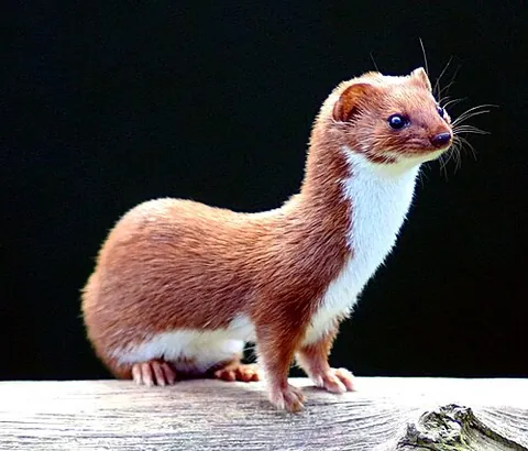 weasel: any of the carnivorous mammals of the genera Mustela, Neogale, Poecilogale, and Lyncodon, having a...